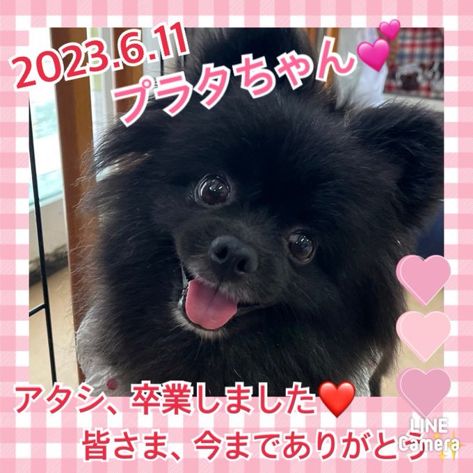 ★プラタ★2023,4,25ー2023,6,10【保護犬カフェ天神橋店】